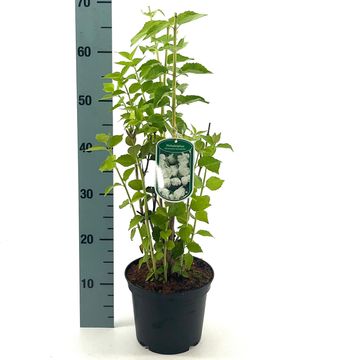 Philadelphus 'Minnesota Snowflake'