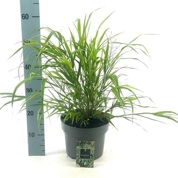 Hakonechloa macra