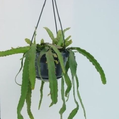 Rhipsalis monacantha — Plant Wholesale FlorAccess