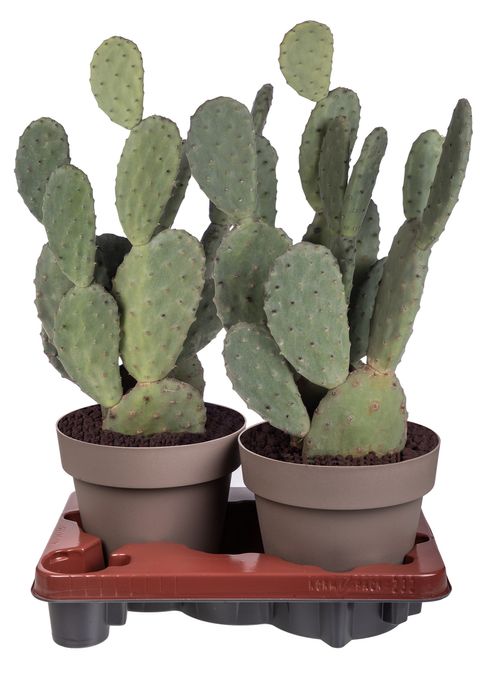 Opuntia tomentosa