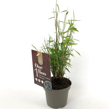 Fargesia 'Red Dragon'