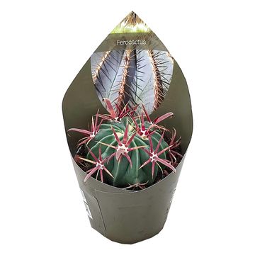 Ferocactus latispinus