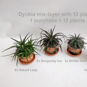 Dyckia MIX