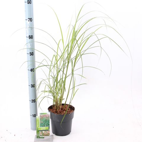 Miscanthus sinensis 'Red Chief'