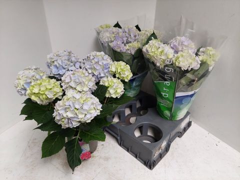 Гидрангея крупнолистная ЭРЛИ БЛЮ