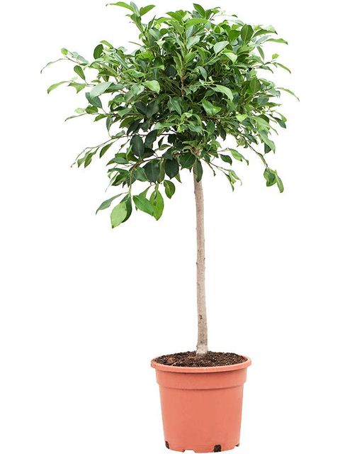 Ficus microcarpa 'Nitida'