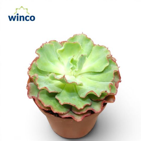 Echeveria 'Dorothy'