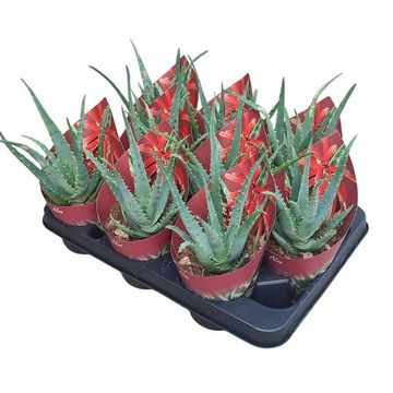Aloe arborescens
