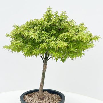 Acer palmatum 'Kiyohime'