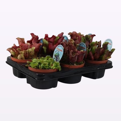 Rośliny mięsożerne MIX