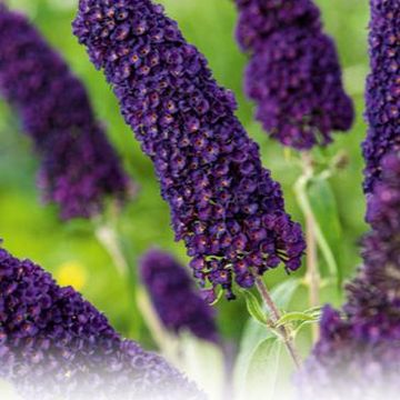 Buddleja davidii 'Black Knight'