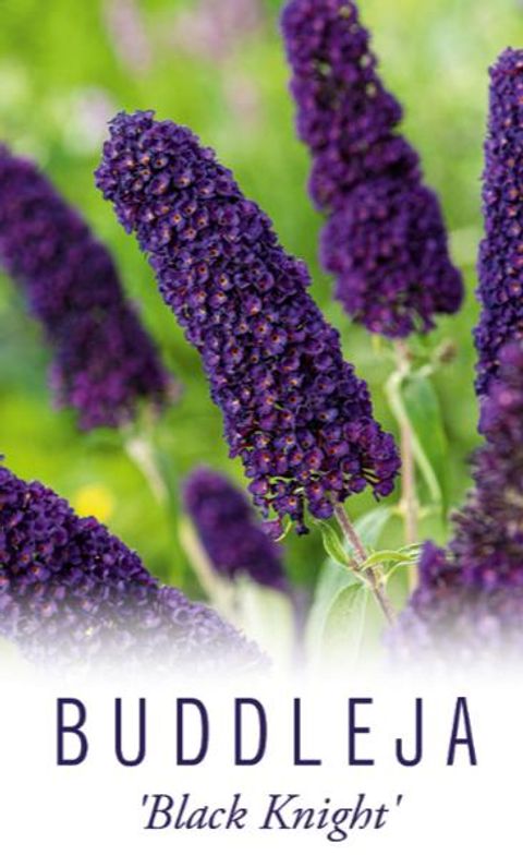 Buddleja davidii 'Black Knight'