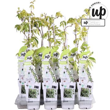 Parthenocissus quinquefolia STAR SHOWERS