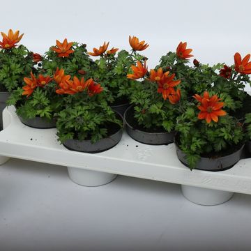 Bidens ferulifolia TAKA TUKA MIX