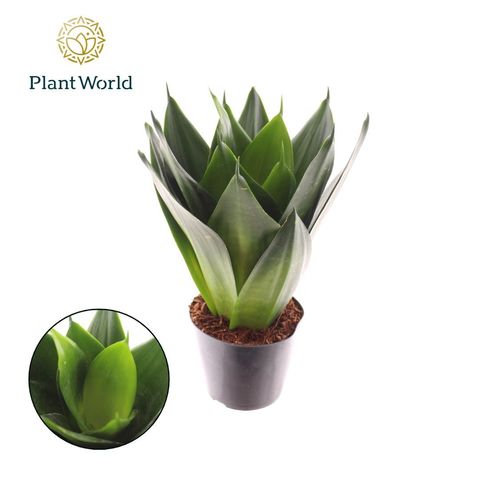 Sansevieria trifasciata 'Black Dragon'