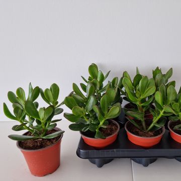 Crassula ovata
