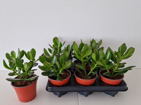 Crassula ovata