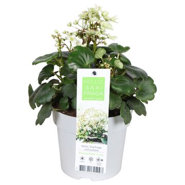 Saxifraga cortusifolia DANCING PIXIES TRACIE