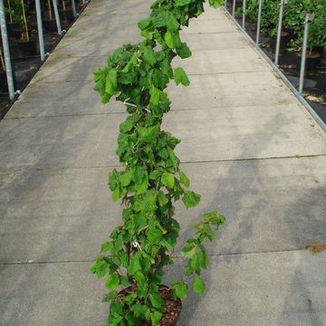 Corylus avellana 'Contorta'