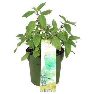 Salvia elegans 'Pino'