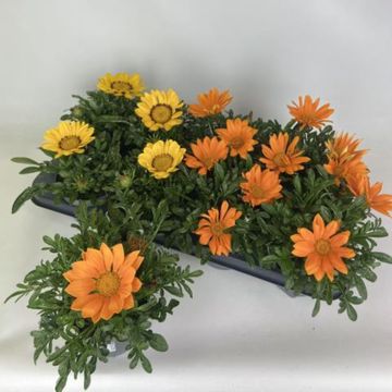 Gazania KISS MIX