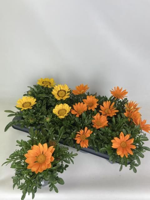 Gazania KISS MIX