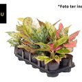 Aglaonema MIX