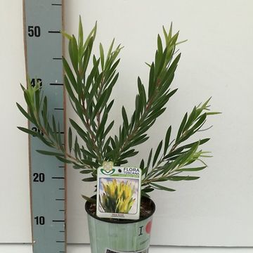 Leucadendron 'Inca Gold'