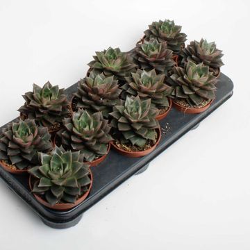 Echeveria purpusorum