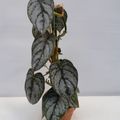 Philodendron brandtianum