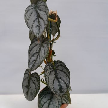 Filodendron brandtianum