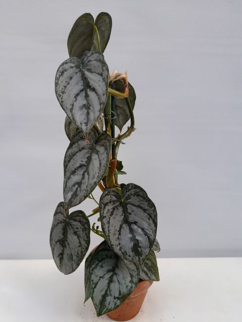 Филодендрон brandtianum