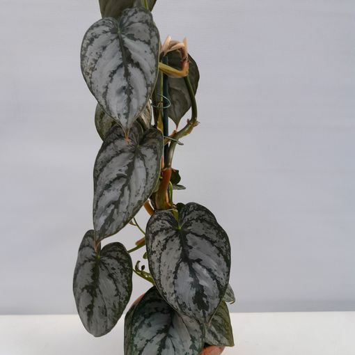 Philodendron brandtianum