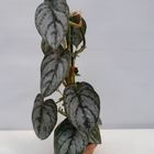 Philodendron brandtianum