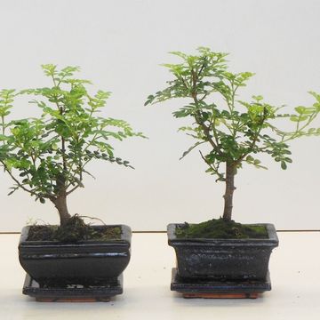 Zanthoxylum piperitum