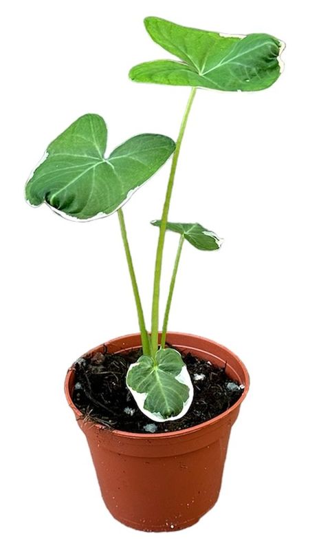 Xanthosoma sagittifolium 'Variegatum Monstrosum'