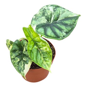 Alocasia 'Dragon Scale Variegata'