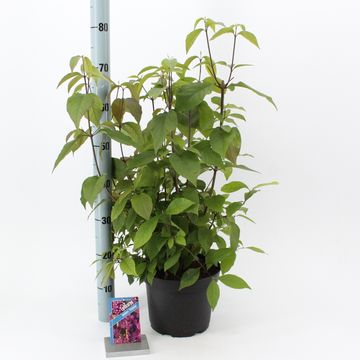 Callicarpa bodinieri 'Profusion'