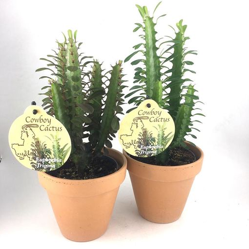 Euphorbia trigona