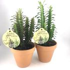 Euphorbia trigona