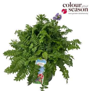 Polemonium caeruleum 'Bambino Blue'