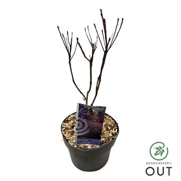 Cotinus coggygria 'Royal Purple'