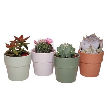 Cactus / Succulents MIX