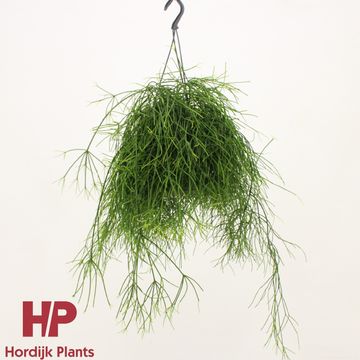 Rhipsalis baccifera