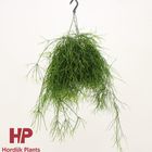 Rhipsalis baccifera