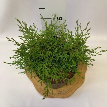 Chamaecyparis obtusa 'Pygmaea'