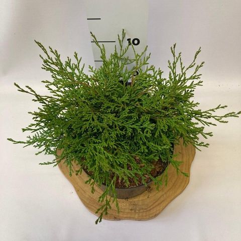 Chamaecyparis obtusa 'Pygmaea'