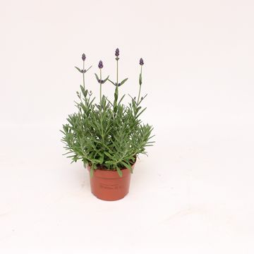 Lavandula angustifolia