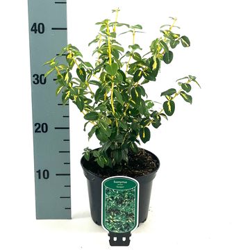 Euonymus fortunei 'Sunspot'