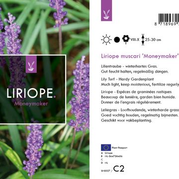 Liriope muscari 'Манимейкер'